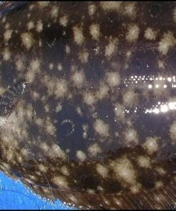 Tsunami Classic Casting Rods -Momoi Sales Store image 1008