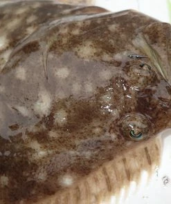 Tsunami Slimwave Casting Rods -Momoi Sales Store image 1032