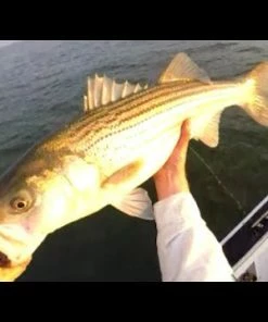 Tsunami Trophy Slow Pitch Jigging Casting Rods -Momoi Sales Store image 806