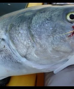 Trailers Fat Cow Skinny Tails Jig Strips -Momoi Sales Store image 249