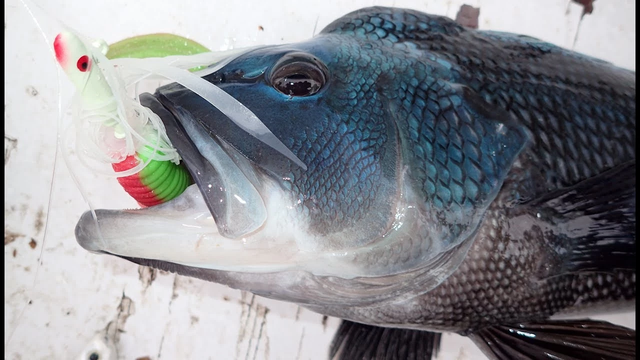 Lure Accessories Tsunami Glass Minnow Teasers 5 Lure Accessories Tsunami Glass Minnow Teasers - Image 3