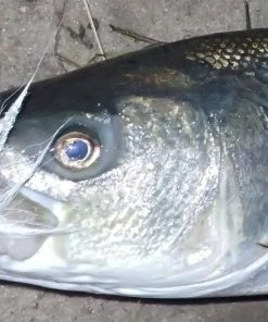 Trailers Otter Straight Tails -Momoi Sales Store image 441