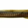 Soft Plastics Berkley Gulp! EEL -Momoi Sales Store image 484
