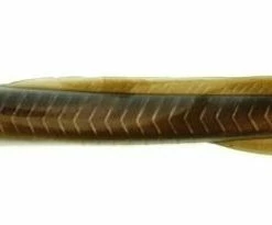 Soft Plastics Berkley Gulp! EEL