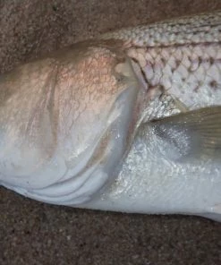 Hard Baits Tsunami Talkin Popper XD 17 Hard Baits Tsunami Talkin Popper XD -Momoi Sales Store image 495