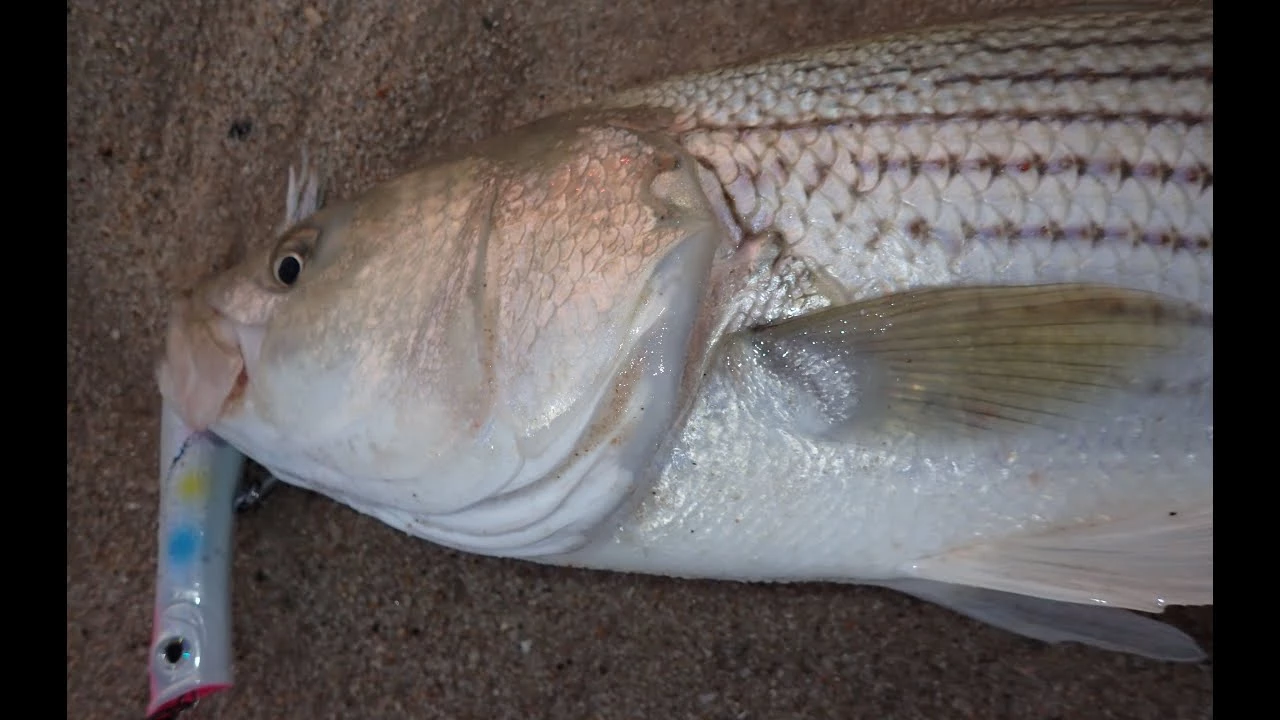 Hard Baits Tsunami Talkin Popper XD 10 Hard Baits Tsunami Talkin Popper XD - Image 8