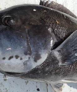 Jigs And Spoons S&S Bucktails John Skinner Porgy & Blackfish Jigs -Momoi Sales Store image 556