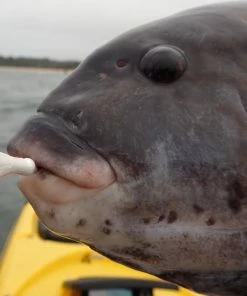 Jigs And Spoons S&S Bucktails John Skinner Porgy & Blackfish Jigs -Momoi Sales Store image 557